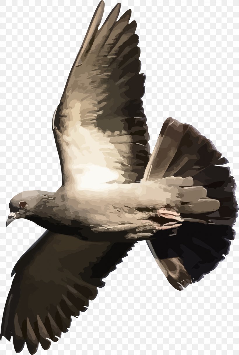 Domestic Pigeon Columbidae Flight Bird T-shirt, PNG, 1615x2400px, Domestic Pigeon, Accipitriformes, Bald Eagle, Beak, Bird Download Free