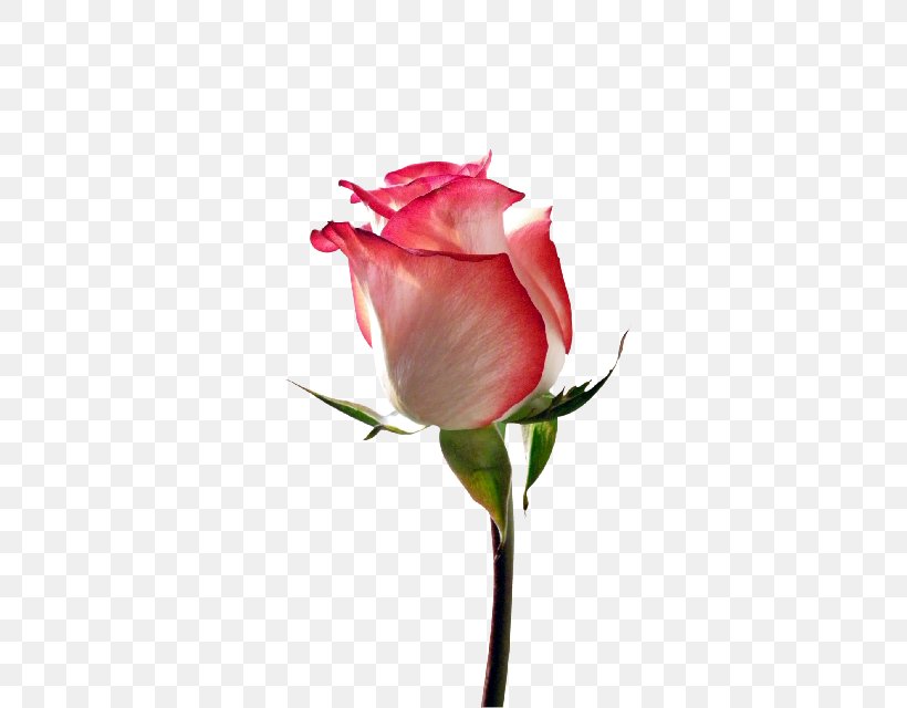 Garden Roses, PNG, 421x640px, Garden Roses, Bud, Close Up, Cut Flowers, Floribunda Download Free