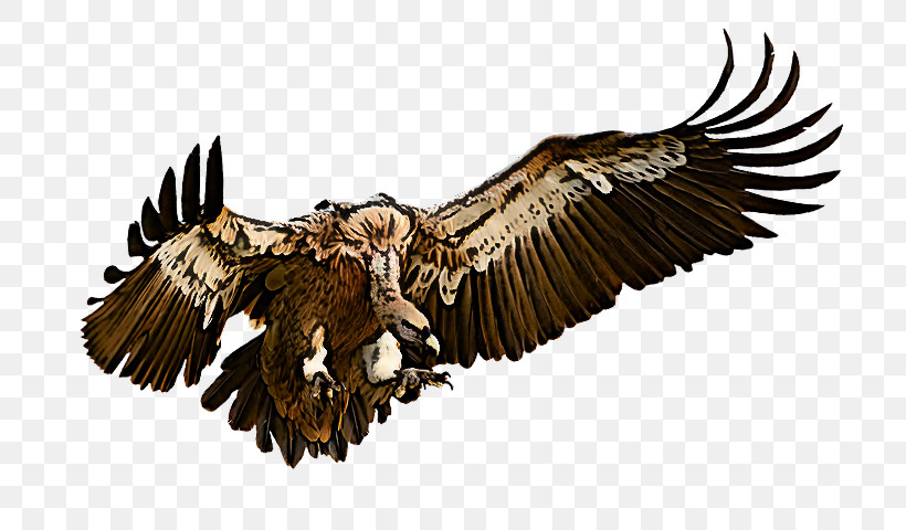 Bird Bird Of Prey Eagle Golden Eagle Accipitridae, PNG, 789x480px, Bird, Accipitridae, Beak, Bird Of Prey, Eagle Download Free