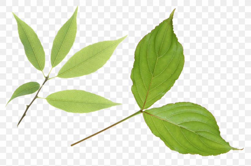 Branch Leaf Plant Stem, PNG, 3160x2093px, Leaf, Branch, Digital Image, Dots Per Inch, Image Resolution Download Free