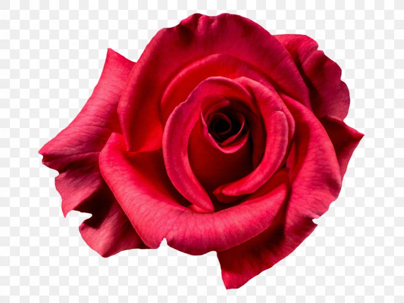 Clip Art Flower Bouquet Garden Roses, PNG, 866x650px, Flower Bouquet, Cabbage Rose, China Rose, Close Up, Cut Flowers Download Free