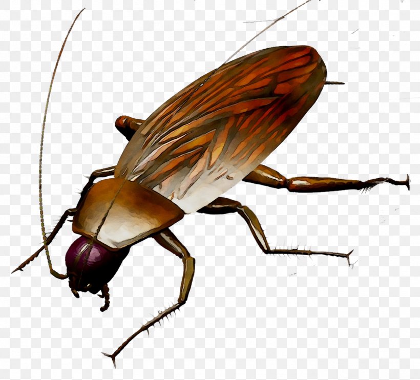 Cockroach Insect Bedbug Unichtozheniye Tarakanov Vermin, PNG, 1293x1171px, Cockroach, Arthropod, Artikel, Bedbug, Blowflies Download Free
