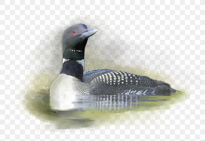 Duck Cider Loon Bird Goose, PNG, 990x684px, Duck, Apple, Beak, Beverage Can, Bird Download Free