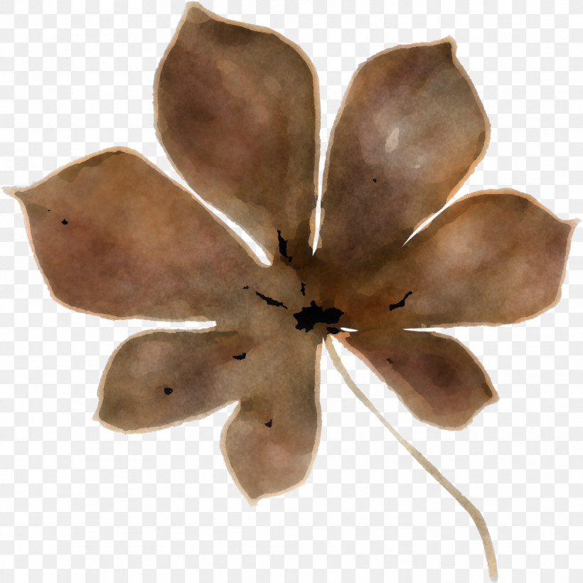 Petal Flower Plant Leaf Magnolia Family, PNG, 991x991px, Petal, Flower, Leaf, Magnolia, Magnolia Family Download Free