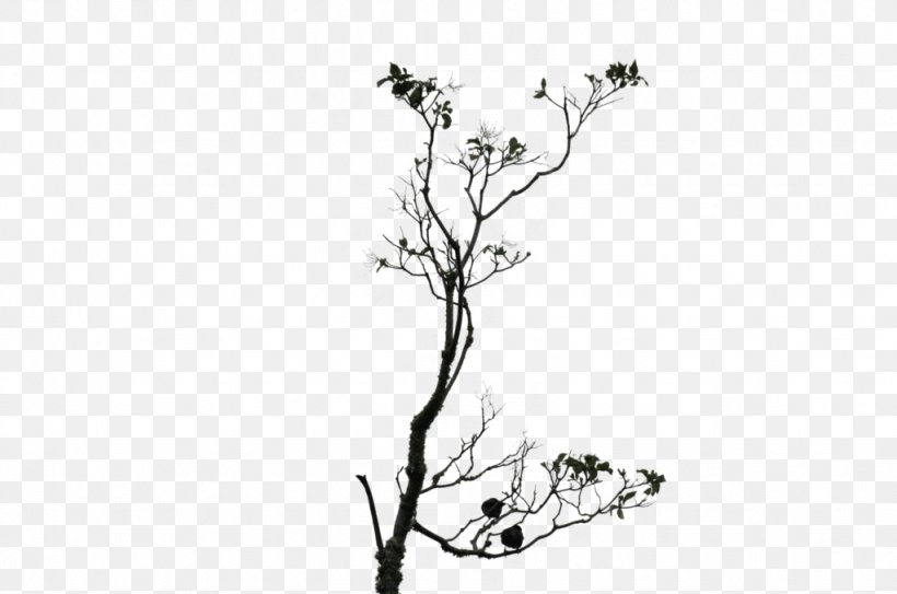 Twig Line Art Drawing Plant Stem, PNG, 1023x678px, Twig, Artwork, Black, Black And White, Black M Download Free