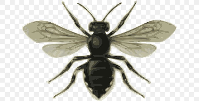 Bee Insect Clip Art, PNG, 640x416px, Bee, Arthropod, Beehive, Bumblebee, Drawing Download Free