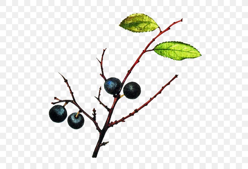 Blackthorn Bilberry Bargnolino Sloe Gin Damson, PNG, 560x560px, Blackthorn, Berry, Bilberry, Blueberry, Branch Download Free