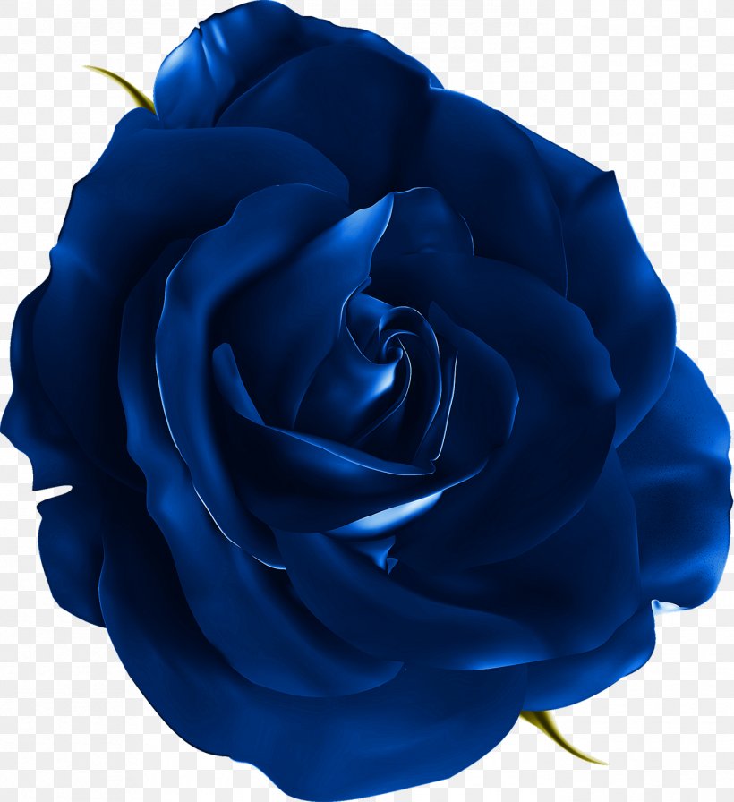 Blue Rose, PNG, 1372x1500px, Blue Rose, Blog, Blue, Cobalt Blue, Cut Flowers Download Free