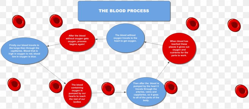 Flowchart Diagram Circulatory System Coagulation Blood, PNG, 1477x652px, Flowchart, Anatomy, Blood, Blood Vessel, Brand Download Free