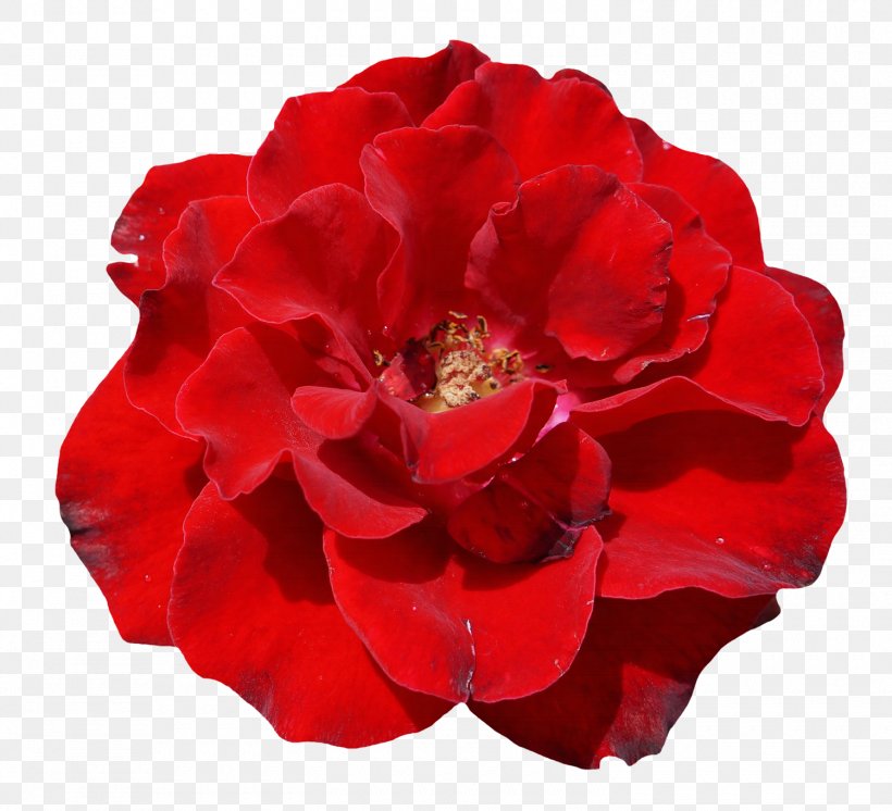 Flower Desktop Wallpaper Clip Art, PNG, 1500x1366px, Flower, China Rose, Cut Flowers, Floribunda, Flower Bouquet Download Free