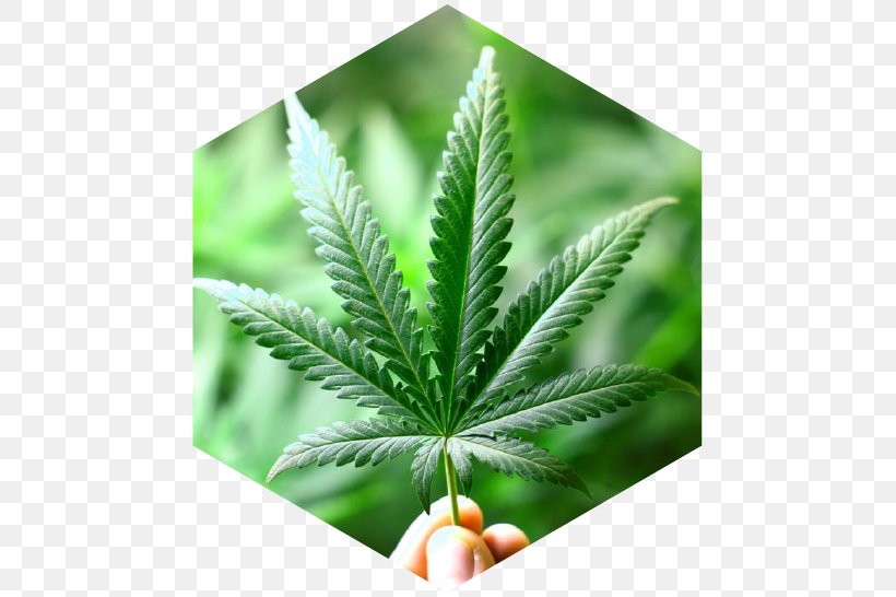 Medical Cannabis Hemp Dispensary Tetrahydrocannabinol, PNG, 485x546px, Cannabis, Cannabidiol, Cannabis Shop, Dispensary, Drug Download Free