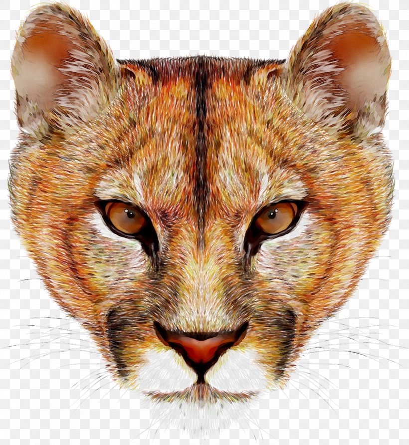 Cougar Lion Felidae Vector Graphics Stock Photography, PNG, 1470x1600px, Cougar, Big Cat, Big Cats, Carnivore, Cat Download Free
