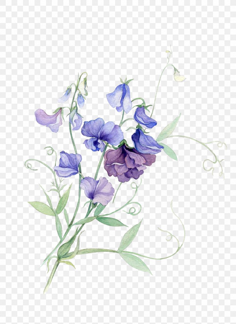 Paper Watercolor Painting Sweet Pea Flower, Png, 1206X1655Px, Paper, Art, Artificial Flower, Blue, Botanical Illustration Download