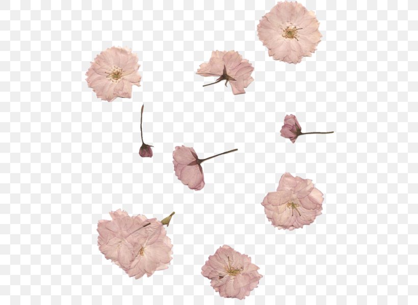 Pressed Flower Craft Cherry Blossom Petal Pink, PNG, 500x599px, Flower, Art, Blossom, Cherry Blossom, Color Download Free