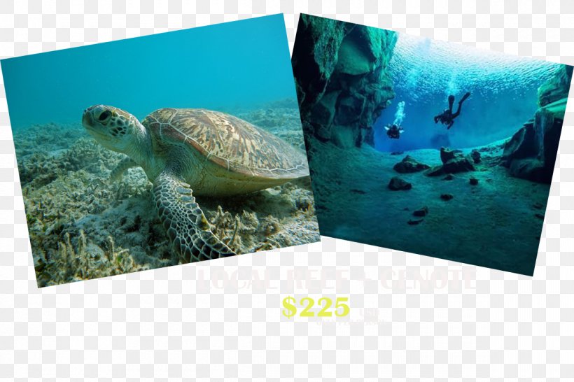Sea Turtle Ecosystem Marine Biology Fauna, PNG, 1200x800px, Sea Turtle, Aqua, Biology, Ecosystem, Fauna Download Free