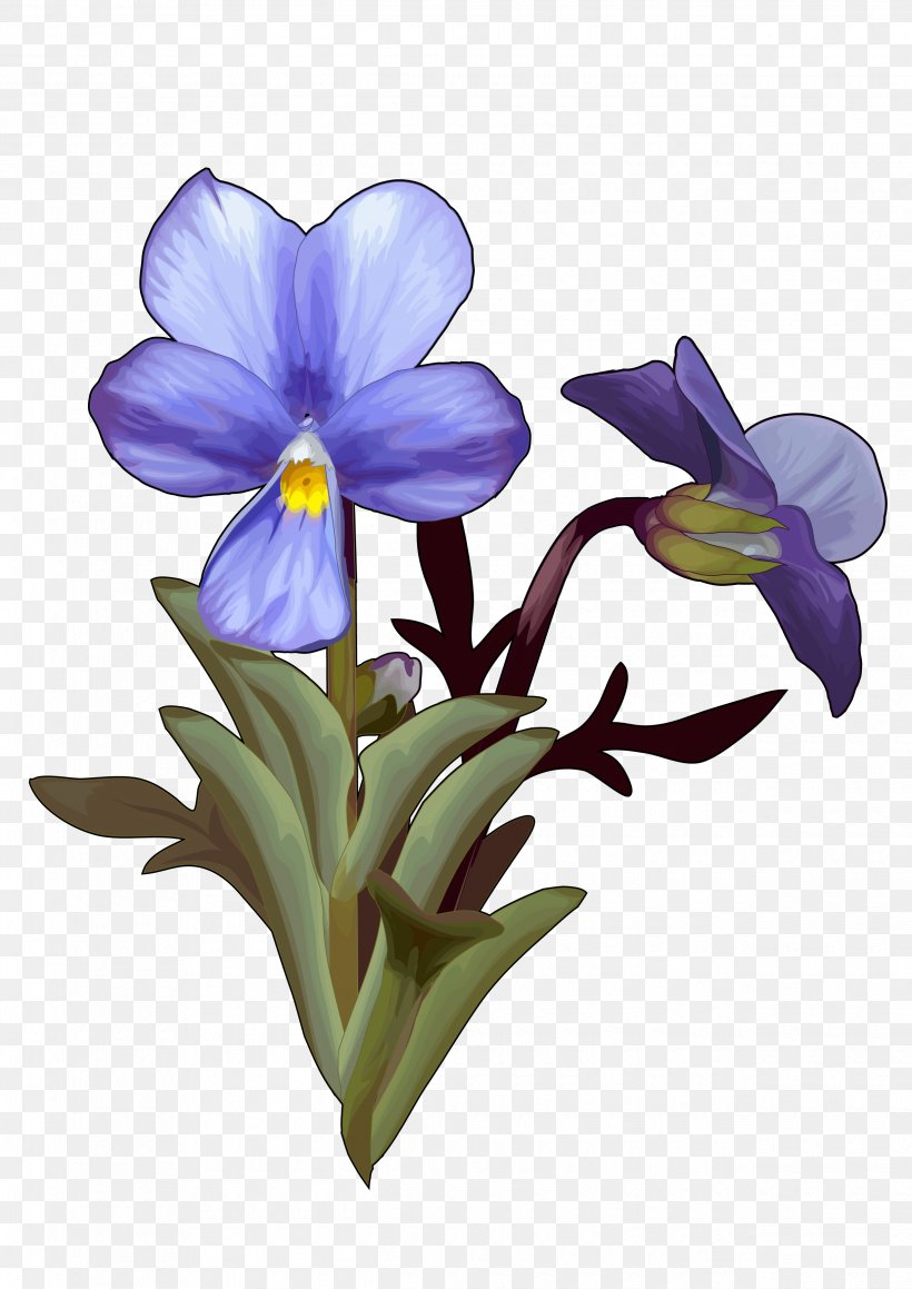 Teide Montaña Blanca (Tenerife) Viola Cheiranthifolia Las Canadas National Park, PNG, 2480x3508px, Teide, Crocus, Cut Flowers, Endemism, Flower Download Free