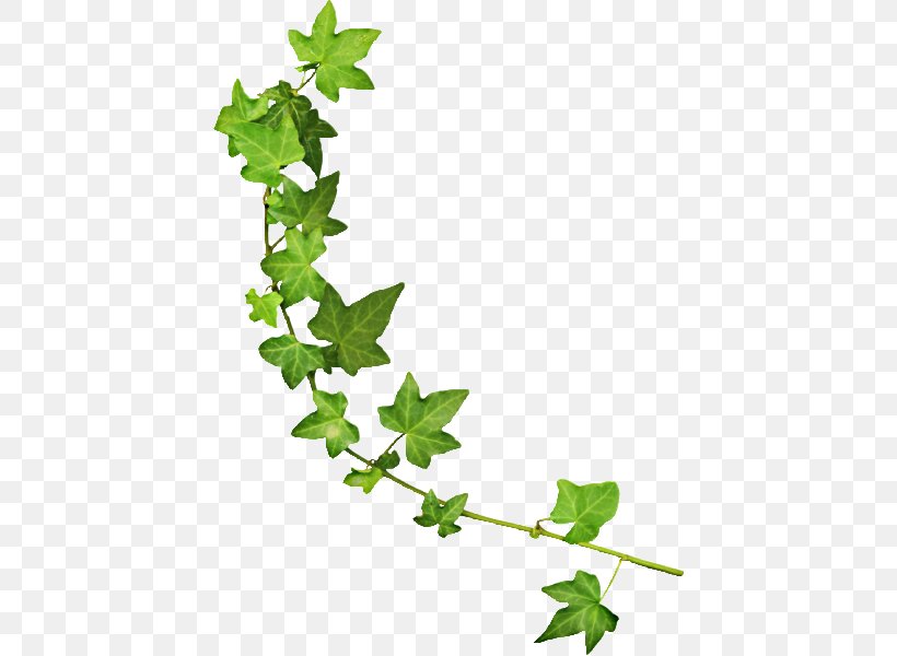 Vine Green Boston Ivy, PNG, 431x600px, Vine, Blue, Boston Ivy, Branch, Cut Flowers Download Free