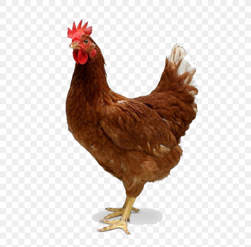 Chicken Bird Rooster Comb Poultry, PNG, 900x886px, Cartoon, Beak, Bird, Chicken, Comb Download Free