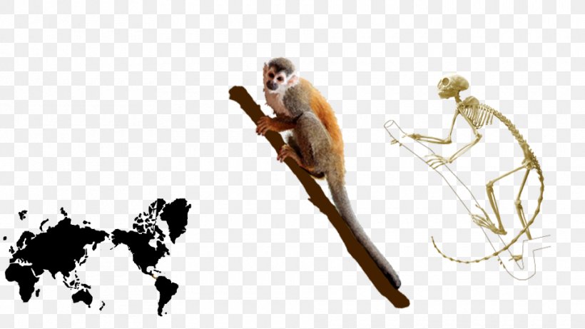 Common Squirrel Monkey Homo Sapiens Central American Squirrel Monkey, PNG, 960x540px, Squirrel, Anatomy, Animal, Arm, Common Squirrel Monkey Download Free