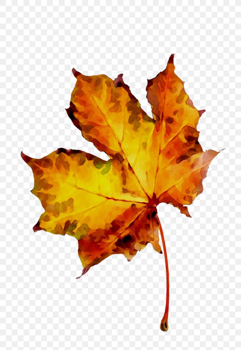 Maple Leaf Orange S.A., PNG, 793x1190px, Maple Leaf, Autumn, Beech, Black Maple, Deciduous Download Free