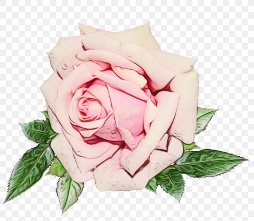 Pink Flower Cartoon, PNG, 826x720px, Garden Roses, Bouquet, Cabbage Rose, Cut Flowers, Floral Design Download Free