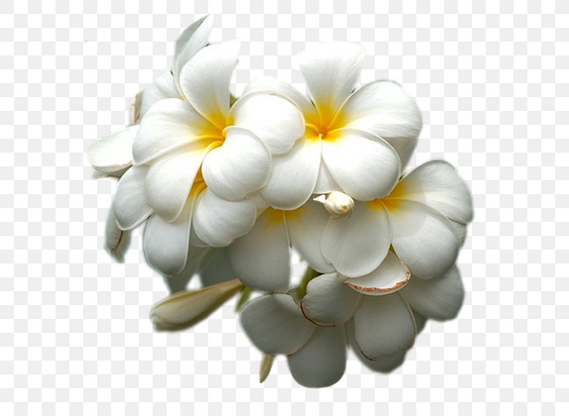 White Petal Lilac Flower Yellow, PNG, 600x600px, White, Cloud, Color, Flower, Flower Bouquet Download Free