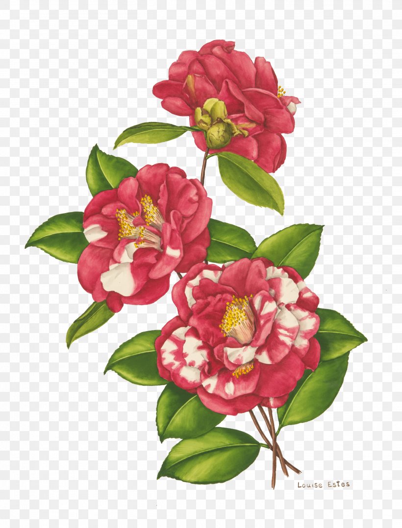 Cut Flowers Bellingrath Gardens And Home Floral Design Japanese Camellia, PNG, 2912x3829px, Flower, Art, Bellingrath Gardens And Home, Camellia, Cut Flowers Download Free