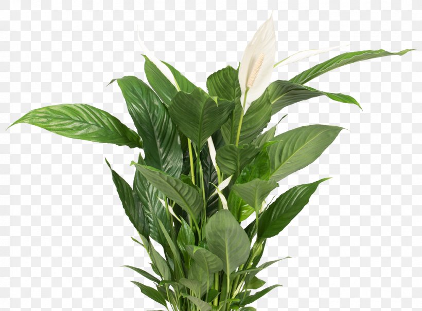 Flowerpot Bird Of Paradise Flower Houseplant Image, PNG, 1081x800px, Flowerpot, Bird Of Paradise Flower, Evergreen, Fiddleleaf Fig, Herb Download Free