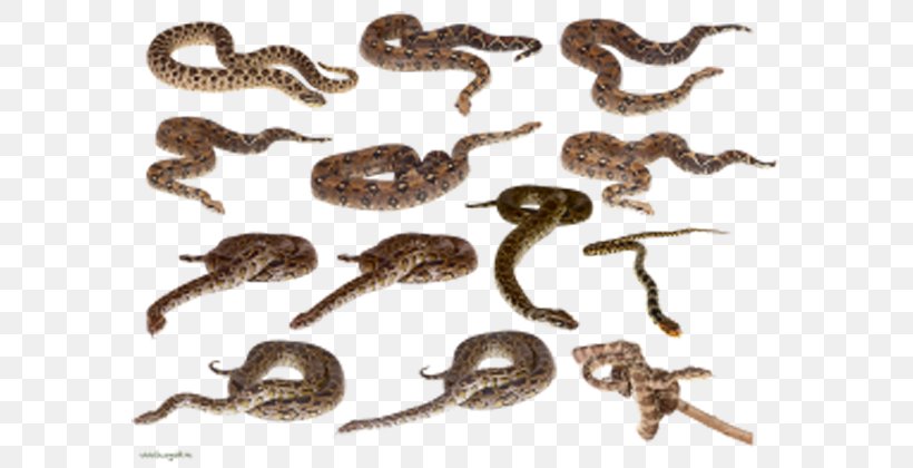 Snake Clip Art, PNG, 600x420px, Snake, Fauna, Free Content, Organism, Reptile Download Free