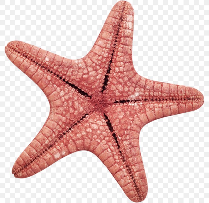 Starfish Cartoon RGB Color Model, PNG, 786x800px, Starfish, Adobe Systems, Cartoon, Color, Copyright Download Free