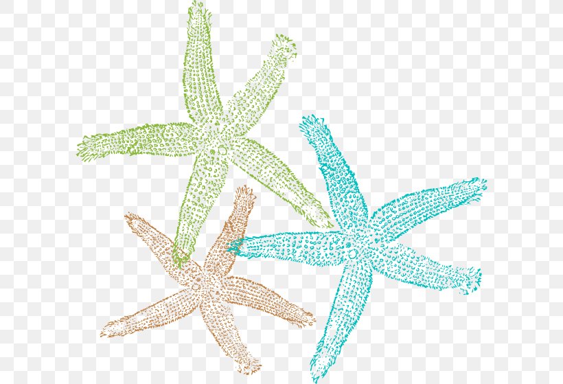 Starfish Sand Dollar Logo Clip Art, PNG, 600x559px, Starfish, Animal, Drawing, Echinoderm, Invertebrate Download Free