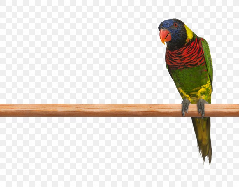 Budgerigar Parrot Ornate Lorikeet Rainbow Lorikeet Macaw, PNG, 950x743px, Budgerigar, Anodorhynchus, Beak, Bird, Blueandyellow Macaw Download Free