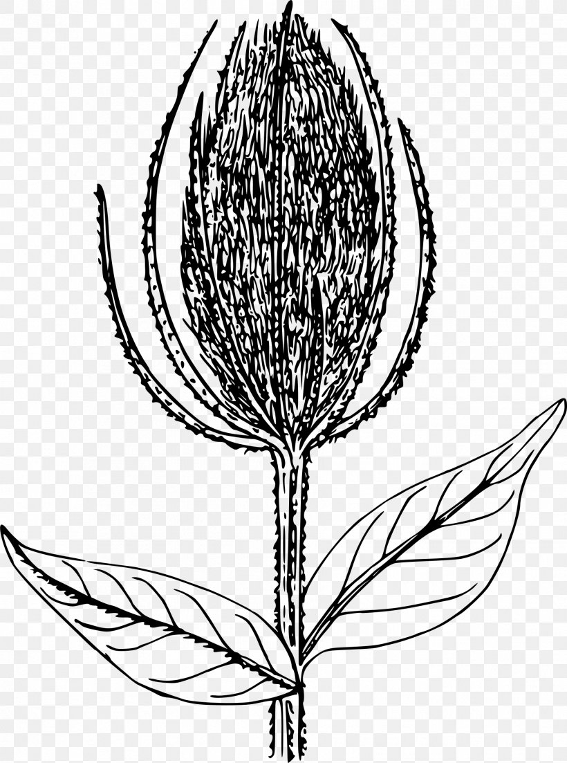 Drawing Line Art, PNG, 1783x2400px, Drawing, Artwork, Black And White, Branch, Commodity Download Free