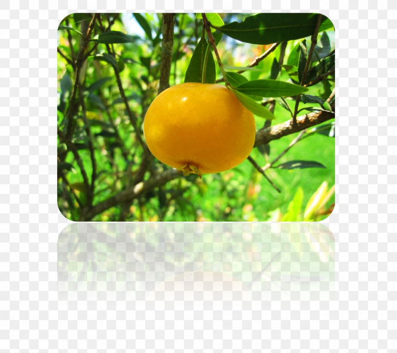 Lemon Clémentine M., PNG, 986x876px, Lemon, Citrus, Clementine, Food, Fruit Download Free