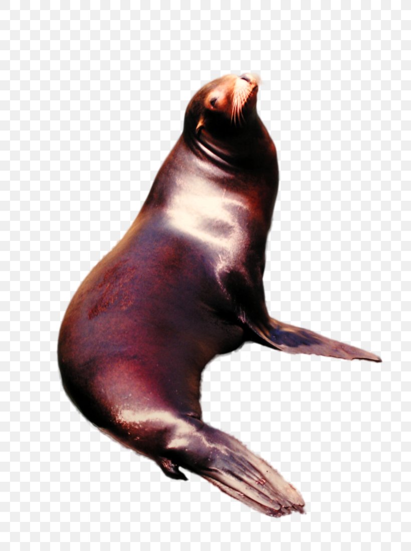 Sea Lion Walrus Marine Mammal Pinniped, PNG, 728x1098px, Sea Lion, Animal, Fauna, Lion, Mammal Download Free