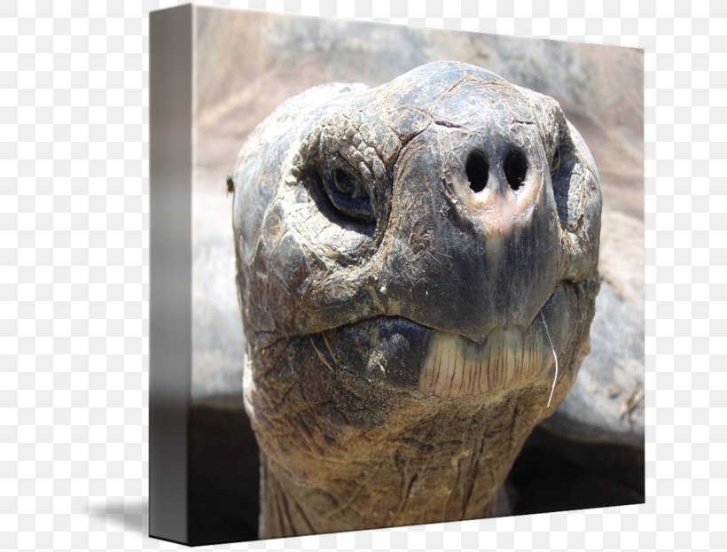 Galápagos Islands Pinta Island Tortoise Aldabra Giant Tortoise, PNG, 650x623px, Aldabra, Aldabra Giant Tortoise, Animal, Dog, Emydidae Download Free