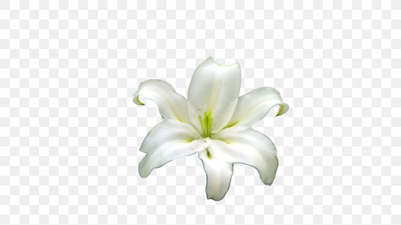 Lilium Cut Flowers, PNG, 960x540px, Lilium, Body Jewelry, Cut Flowers, Flower, Flowering Plant Download Free
