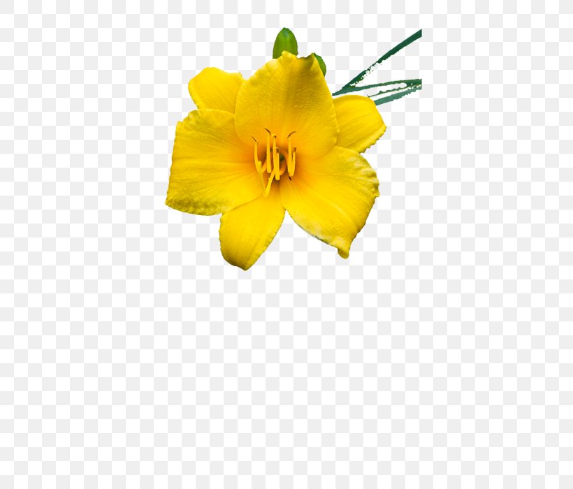 Petal Cut Flowers Daylily Flowering Plant, PNG, 452x700px, Petal, Cut Flowers, Daylily, Flower, Flowering Plant Download Free