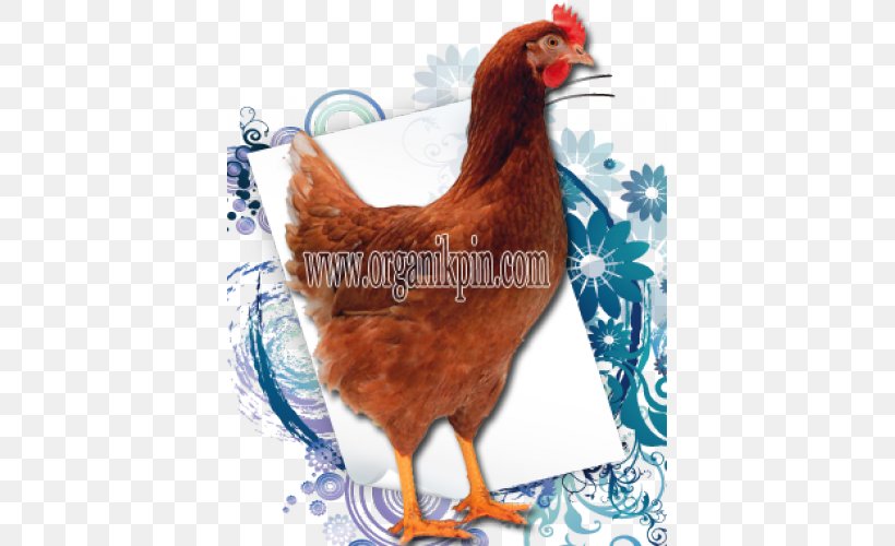 Rooster Rhode Island Red Leghorn Chicken Malay Chicken Breed, PNG, 500x500px, Rooster, Beak, Bird, Breed, Chicken Download Free