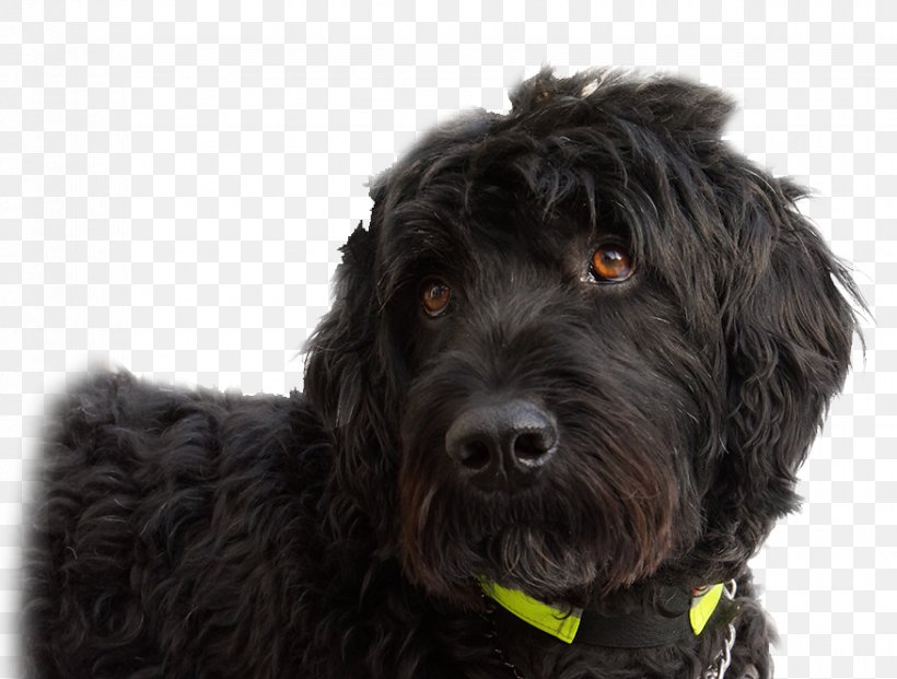 Cockapoo Goldendoodle Portuguese Water Dog Schnoodle Spanish Water Dog, PNG, 876x664px, Cockapoo, Barbet, Breed, Carnivoran, Cavapoo Download Free