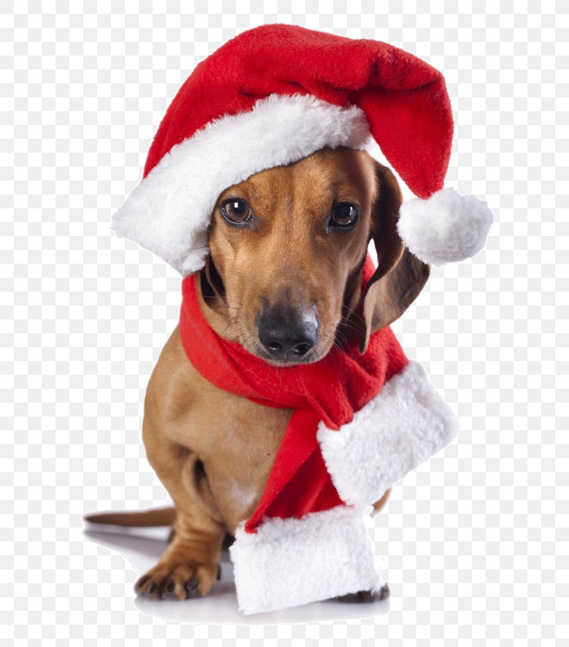 Merry Christmas, PNG, 650x932px, Dachshund, Carnivoran, Christmas, Christmas Card, Christmas Elf Download Free
