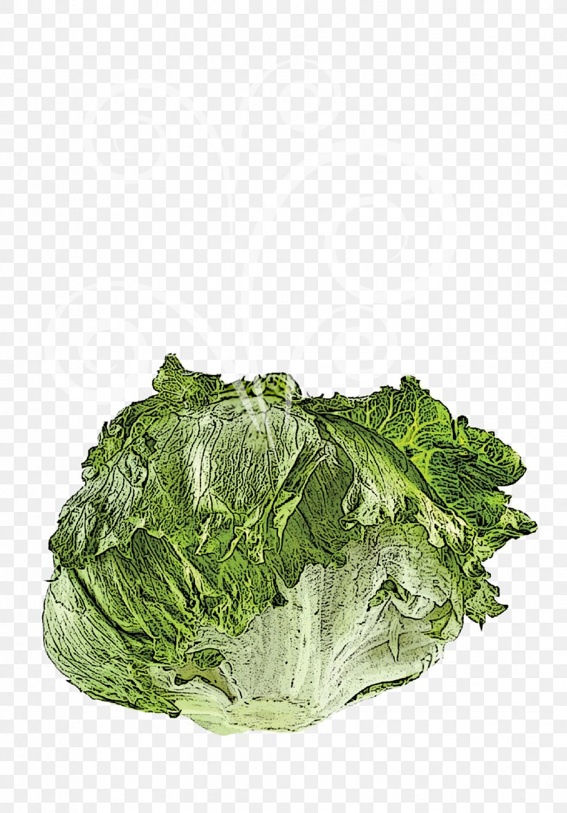 Romaine Lettuce Vegetable Salad Spring Greens Collard Greens, PNG, 1759x2521px, Romaine Lettuce, Cabbage, Collard Greens, Food, Greens Download Free