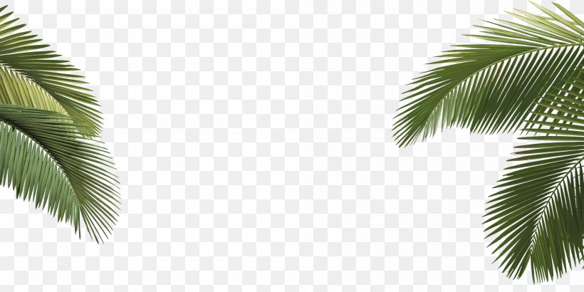 Arecaceae Asian Palmyra Palm Howea Forsteriana Tree Leaf, PNG, 2000x1000px, Arecaceae, Arecales, Asian Palmyra Palm, Borassus, Borassus Flabellifer Download Free
