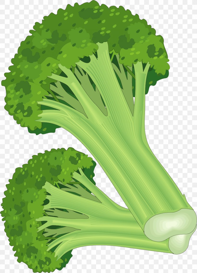 Leaf Vegetable Fruit Carrot Clip Art, PNG, 890x1234px, Vegetable, Broccoli, Cabbage, Carrot, Celery Download Free
