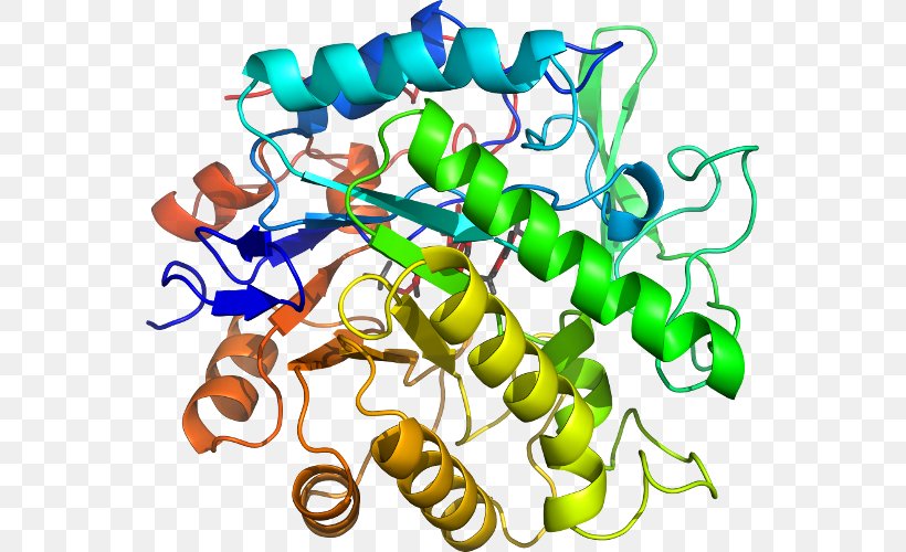 Beta-glucosidase Glucosidases Glycoside Hydrolase Enzyme Commission Number Enzyme Substrate, PNG, 555x500px, Betaglucosidase, Analysis, Artwork, Enzyme, Enzyme Commission Number Download Free