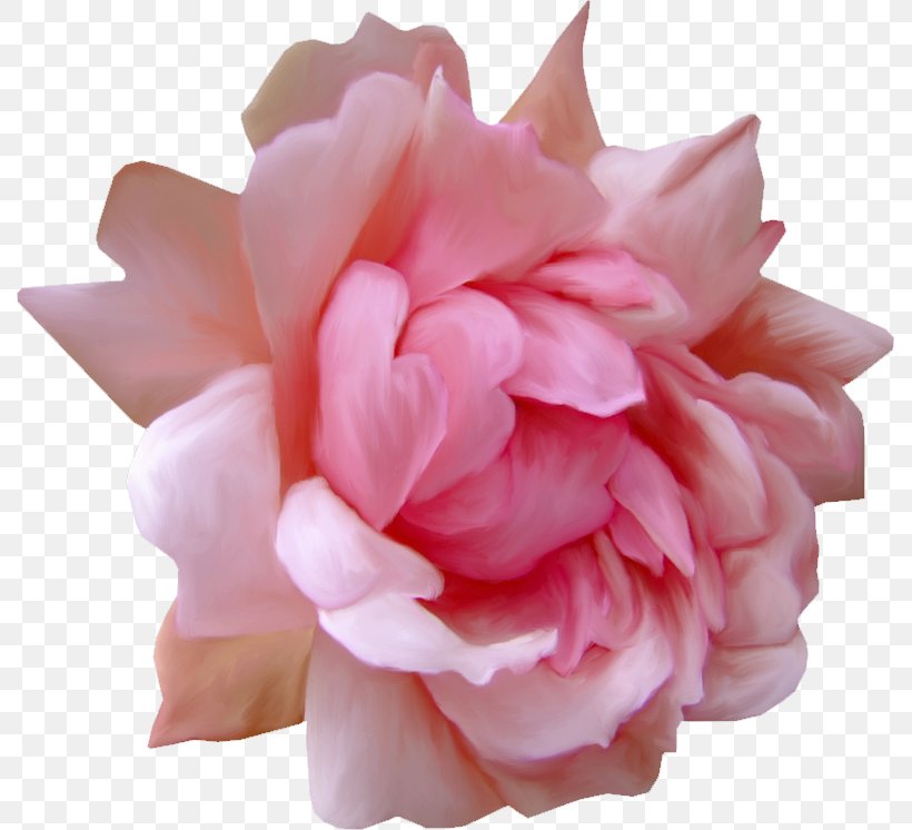 Garden Roses Blog Centifolia Roses Flower, PNG, 789x746px, Garden Roses, Artificial Flower, Blog, Centifolia Roses, Cut Flowers Download Free