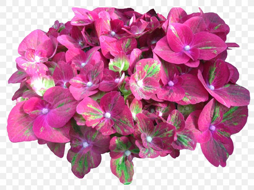 Hydrangea Cut Flowers Pink Plant, PNG, 1632x1224px, Hydrangea, Annual Plant, Cornales, Cut Flowers, Flower Download Free