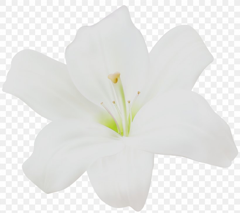 Jersey Lily Cut Flowers Mallows Plant Stem, PNG, 3000x2669px, Jersey Lily, Amaryllis, Amaryllis Belladonna, Azalea, Belladonna Download Free