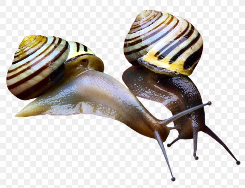 Orthogastropoda Pond Snails, PNG, 1024x788px, Orthogastropoda, Escargot, Invertebrate, Lymnaeidae, Molluscs Download Free