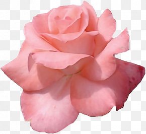 10+ Flower Tumblr Png Flower Clipart Aesthetic Background